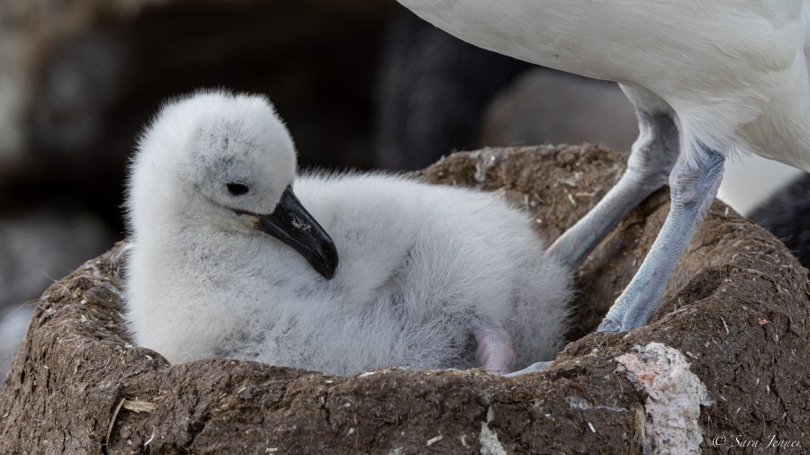 OTL25-23,  Day 3 Albatros chick 7 © Sara Jenner - Oceanwide Expeditions.jpg