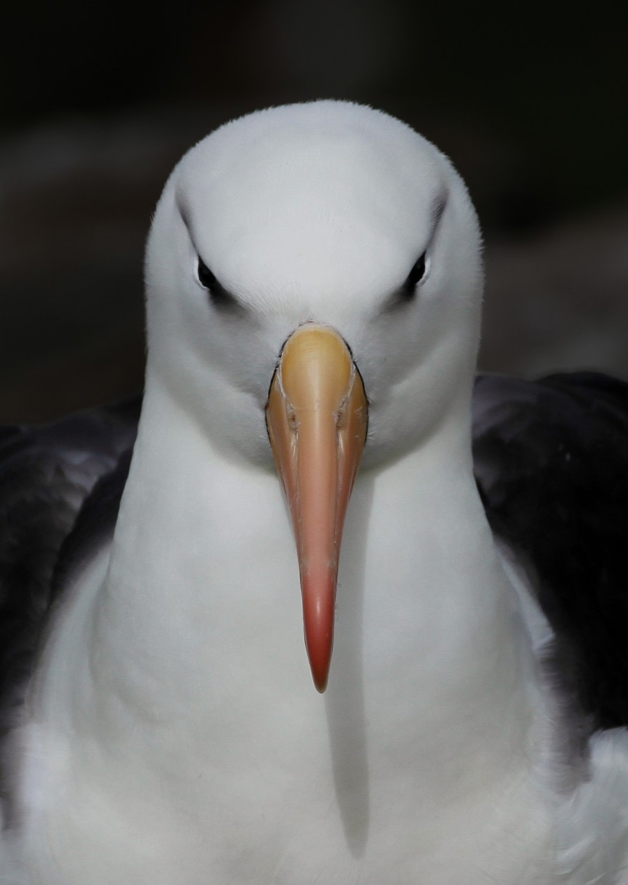 OTL25-23,  Day 3 Don't mess with me - Felicity © Felicity Johnson - Oceanwide Expeditions.jpg