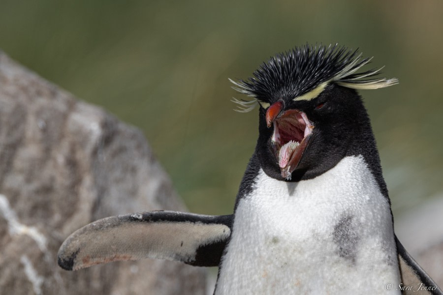 OTL25-23,  Day 3 Rockhopper 7 © Sara Jenner - Oceanwide Expeditions.jpg