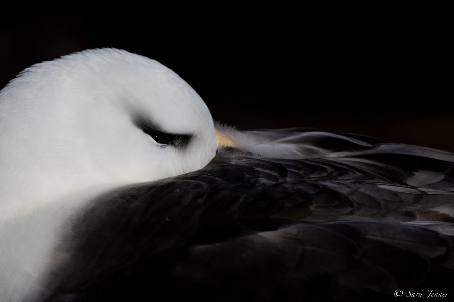 OTL25-23,  Day 4 Black browed albatross 4 © Sara Jenner - Oceanwide Expeditions.jpg