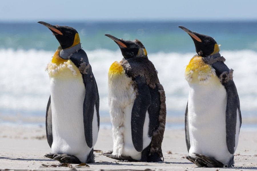 OTL25-23,  Day 4 King Penguins 1 © Sara Jenner - Oceanwide Expeditions.jpg