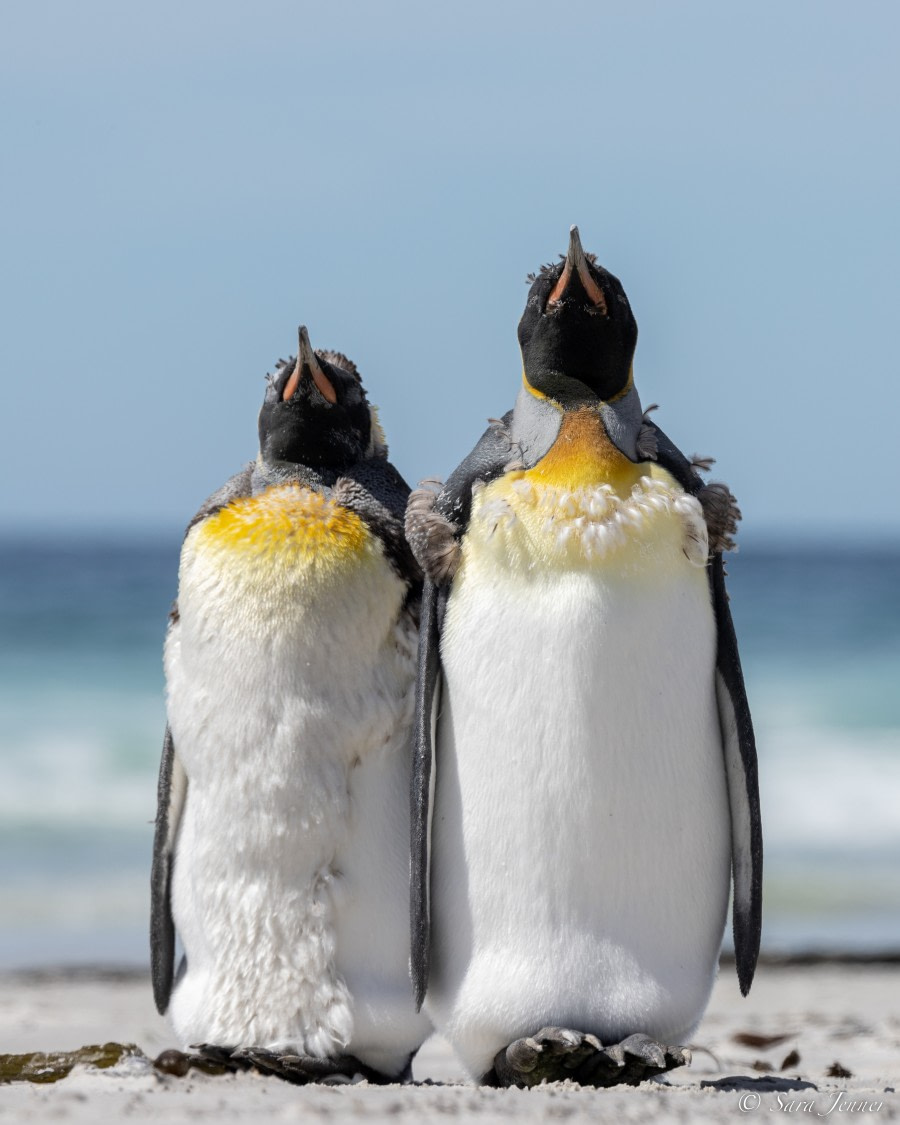 OTL25-23,  Day 4 Moulting King Penguins © Sara Jenner - Oceanwide Expeditions.jpg