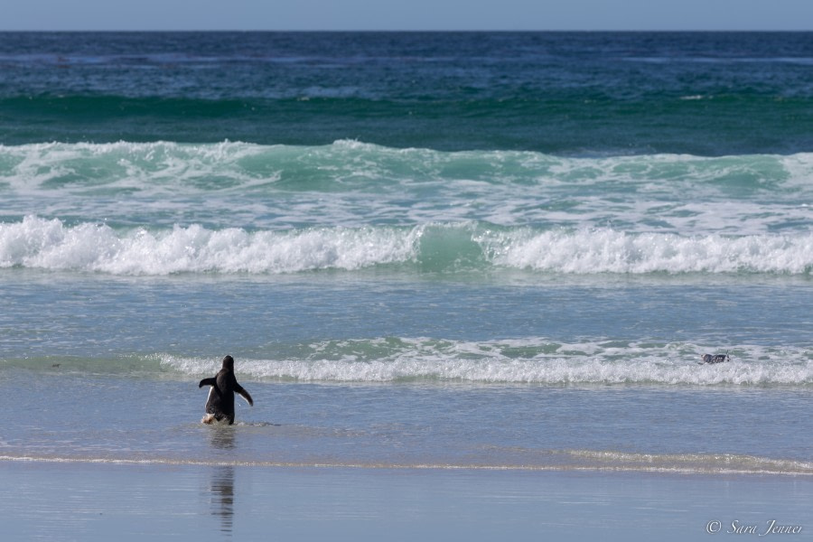 OTL25-23,  Day 4 Penguins  3 © Sara Jenner - Oceanwide Expeditions.jpg