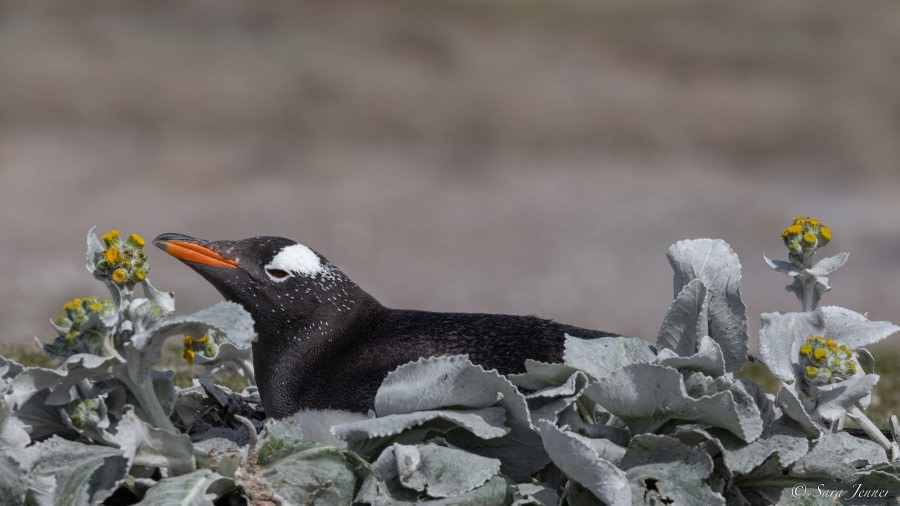 OTL25-23,  Day 4 Penguins  5 © Sara Jenner - Oceanwide Expeditions.jpg