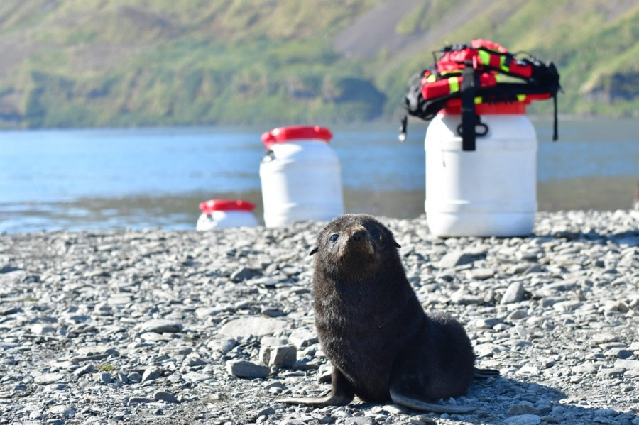 OTL25-23,  Day 8 Fur seal pup and barrels © Unknown Photographer - Oceanwide Expeditions.jpg