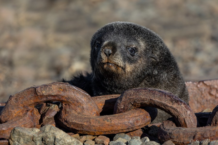 OTL25-23,  Day 8 Gryviken 1 © Sara Jenner - Oceanwide Expeditions.jpg