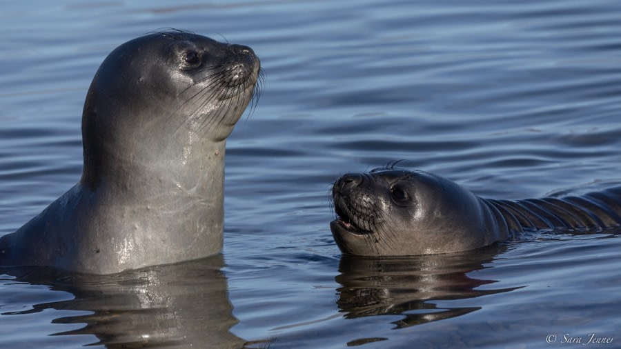 OTL25-23,  Day 8 Gryviken 6 © Sara Jenner - Oceanwide Expeditions.jpg