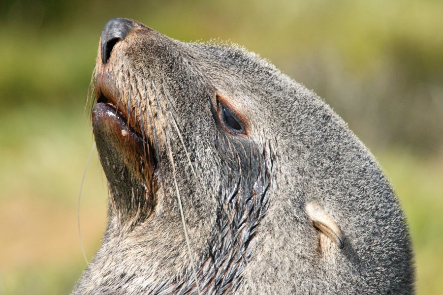 OTL25-23,  Day 8 sea lion close up- Elizabeth Robinson © Elizabeth Robinson - Oceanwide Expeditions.jpeg