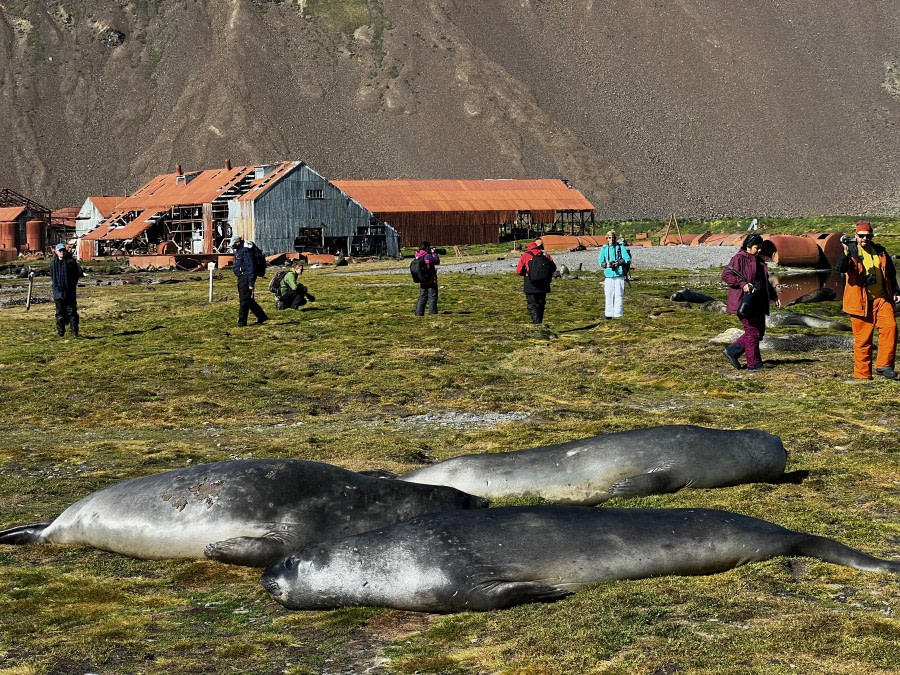 OTL25-23,  Day 8 Sealsguestswhaling buildings- Elizabeth Robinson © Elizabeth Robinson - Oceanwide Expeditions.jpeg