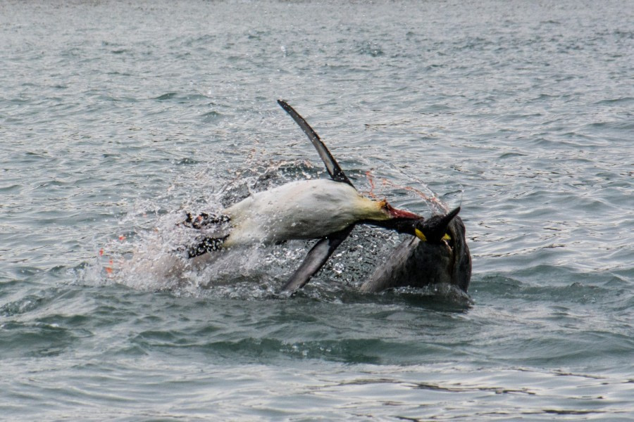 OTL25-23,  Day 9 lep kill 1 - Officer Sanders © Sander Witsenburg - Oceanwide Expeditions.jpg