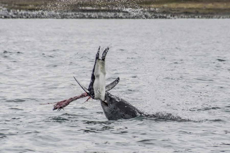 OTL25-23,  Day 9 lep kill 3 - Officer Sanders © Sander Witsenburg - Oceanwide Expeditions.jpg