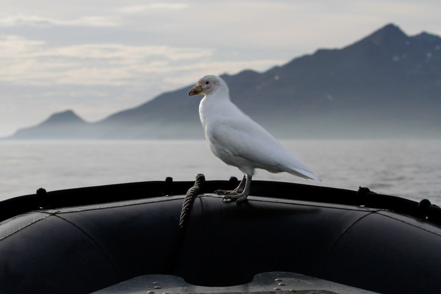 OTL25-23,  Day 9 sheathbill - felicity j © Felicity Johnson - Oceanwide Expeditions.jpg