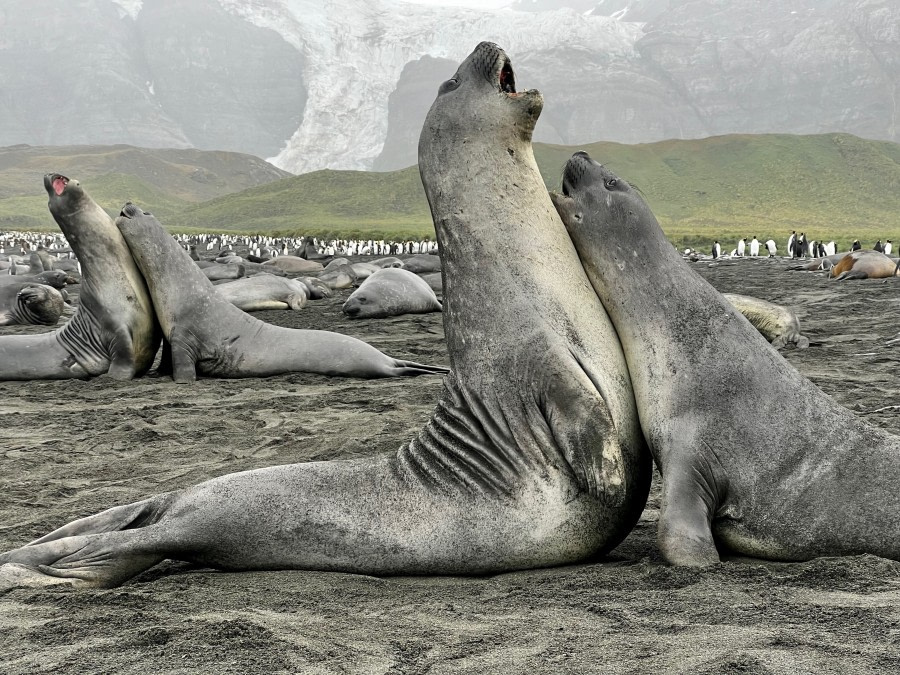 OTL25-23,  Day 11 seal fighting - elizabeth © Elizabeth Robinson - Oceanwide Expeditions.jpeg