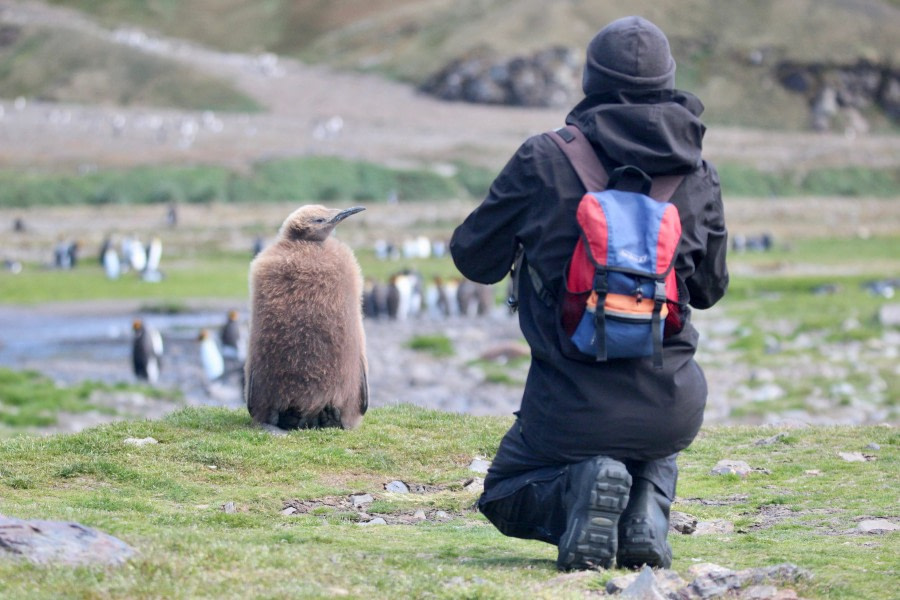 OTL25-23,  Day 10 guest with chick - elizabeth © Elizabeth Robinson - Oceanwide Expeditions.jpeg