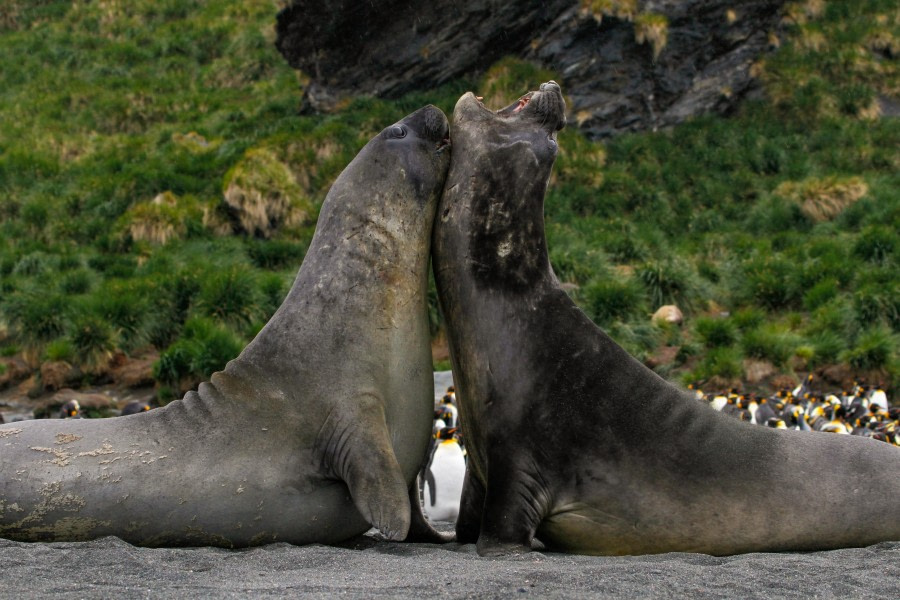 OTL25-23,  Day 11 gold harbour 1 -felicity j © Felicity Johnson - Oceanwide Expeditions.jpg