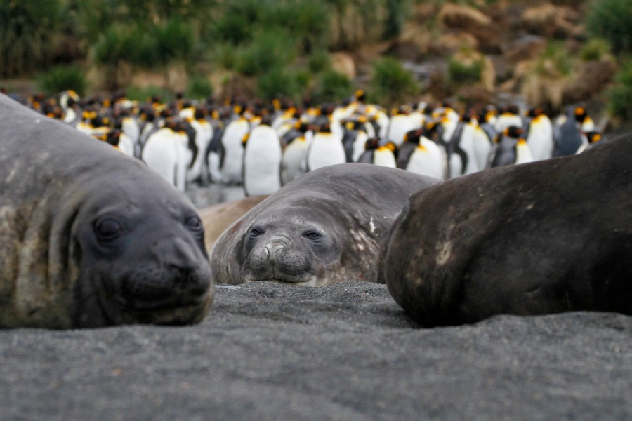 OTL25-23,  Day 11 gold harbour 2 -felicity j © Felicity Johnson - Oceanwide Expeditions.jpg