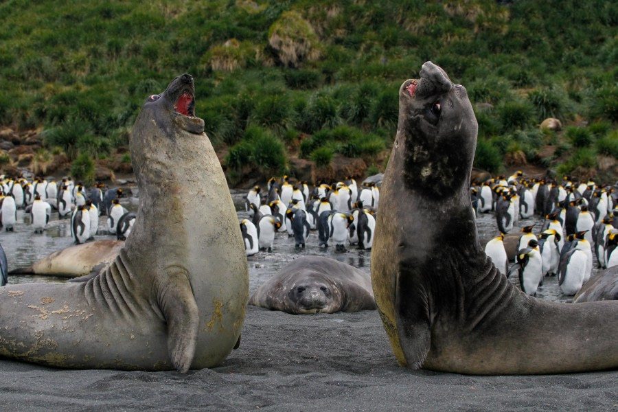 OTL25-23,  Day 11 gold harbour -felicity j © Felicity Johnson - Oceanwide Expeditions.jpg