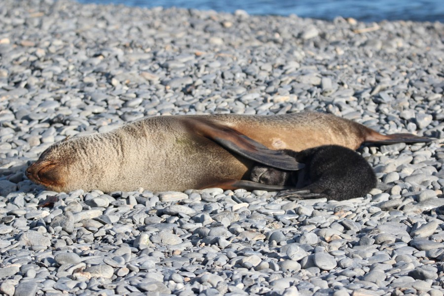 OTL25-23,  Day 11 mom and pup2 - elizabeth © Elizabeth Robinson - Oceanwide Expeditions.jpeg