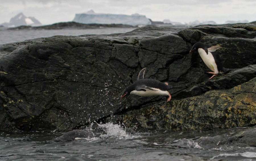 OTL25-23,  Day 13 Adelie's 5 - Felicity J © Felicity Johnson - Oceanwide Expeditions.jpg