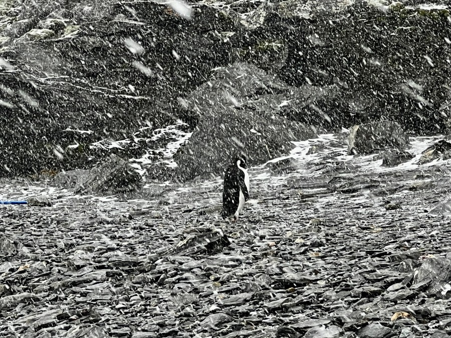 OTL25-23,  Day 13 penguin in snow- elizabeth © Elizabeth Robinson - Oceanwide Expeditions.jpeg