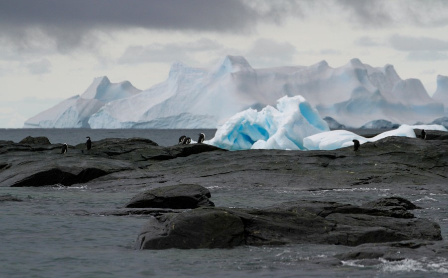 OTL25-23,  Day 13 Shingle Cove - Felicity J © Felicity Johnson - Oceanwide Expeditions.jpg