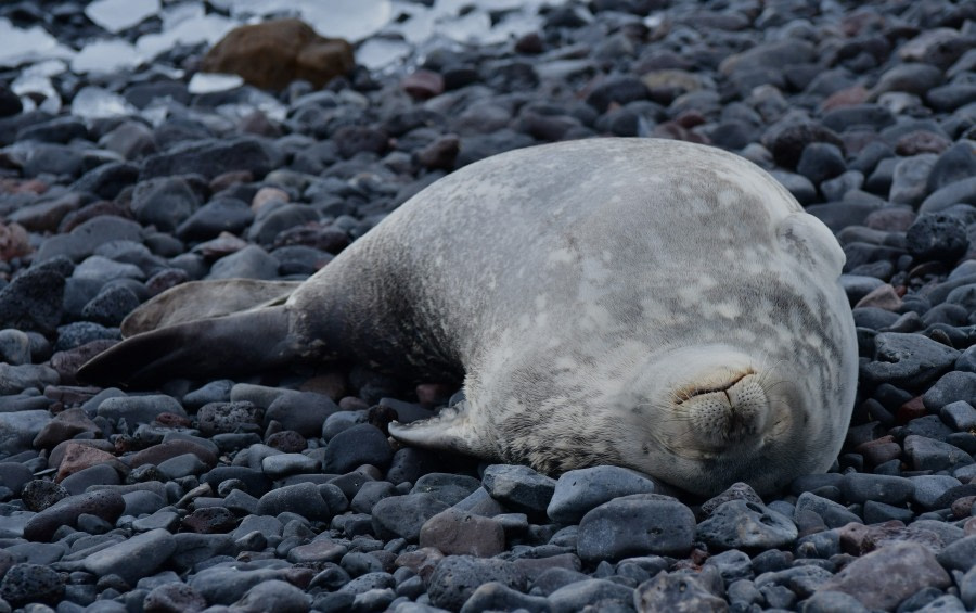 OTL25-23,  Day 16 Weddell Seal 2 - Hazel Pittwood © Hazel Pittwood - Oceanwide Expeditions.JPG