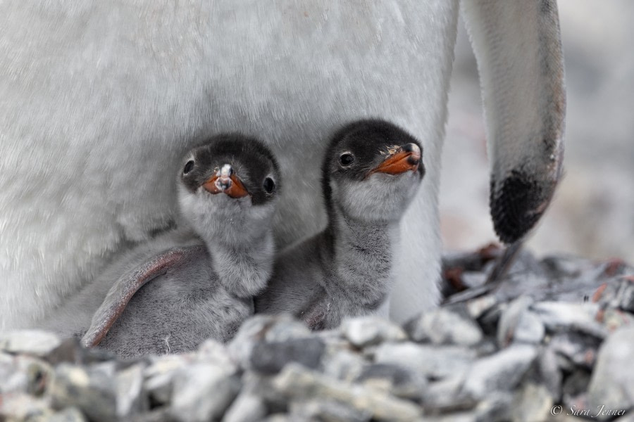 OTL25-23,  Day 15 Gentoo chicks 4 © Sara Jenner - Oceanwide Expeditions.jpg