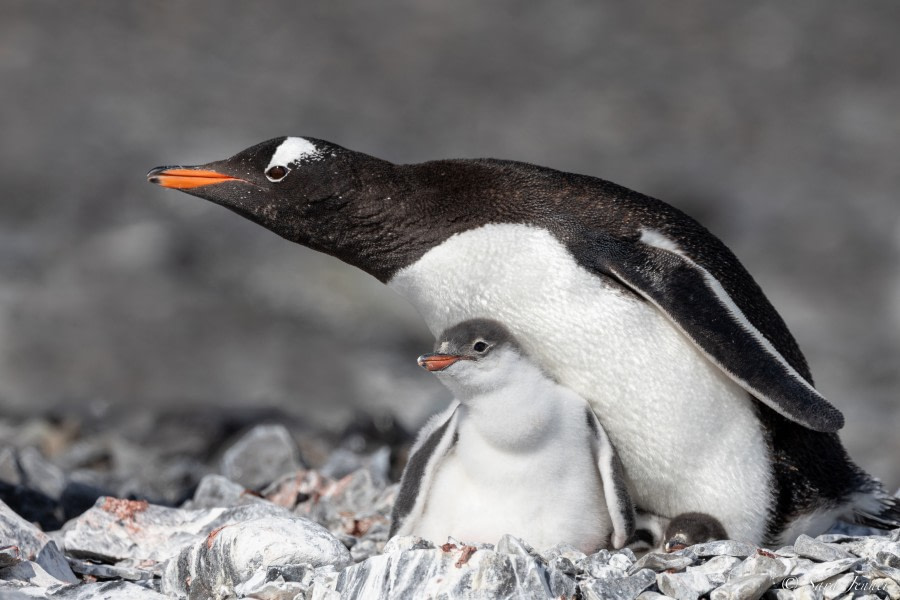 OTL25-23,  Day 15 Gentoo chicks 6 © Sara Jenner - Oceanwide Expeditions.jpg