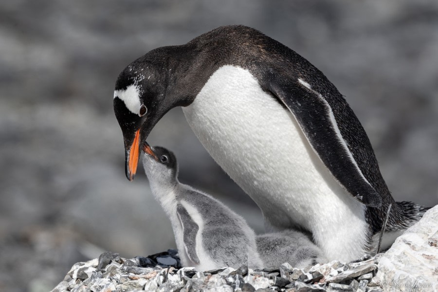 OTL25-23,  Day 15 Gentoo chicks 7 © Sara Jenner - Oceanwide Expeditions.jpg