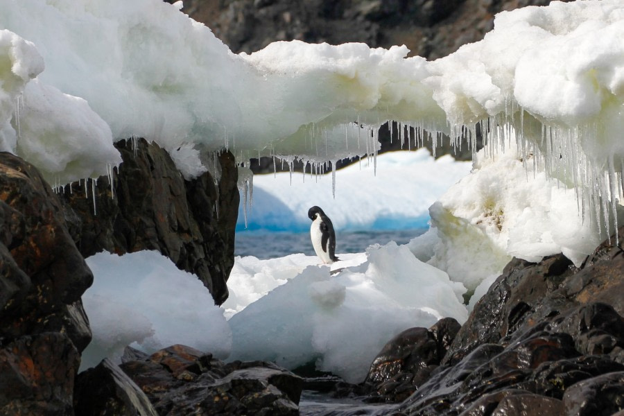 OTL25-23,  Day 15 Hope Bay 2 - Felicity © Felicity Johnson - Oceanwide Expeditions.jpg