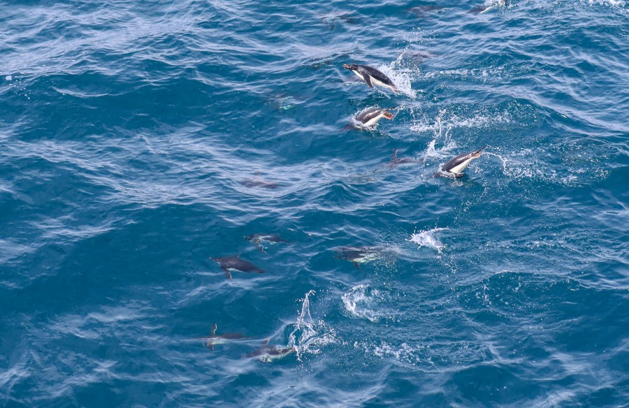 OTL25-23,  Day 15 Penguins - Felicity © Felicity Johnson - Oceanwide Expeditions.jpg