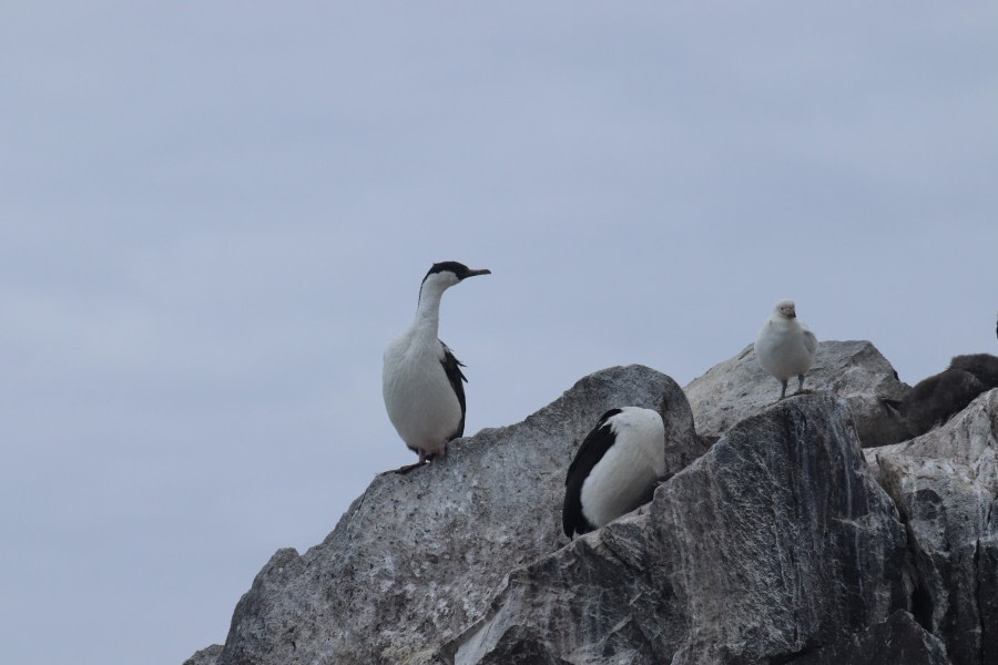 OTL25-23,  Day 15 Shag - Jess © Jess Owen - Oceanwide Expeditions.JPG