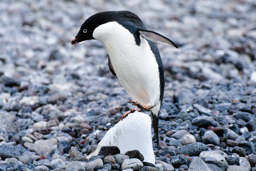 OTL25-23,  Day 16 Adelie on ice - Hazel Pittwood © Hazel Pittwood - Oceanwide Expeditions.JPG