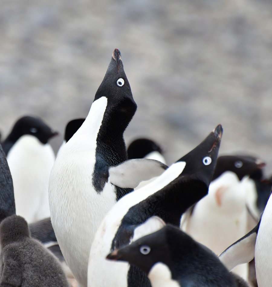 OTL25-23,  Day 16 Googly eyes - Hazel Pittwood © Hazel Pittwood - Oceanwide Expeditions.JPG