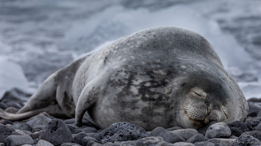 OTL25-23,  Day 16 Paulet Island 13 © Sara Jenner - Oceanwide Expeditions.jpg