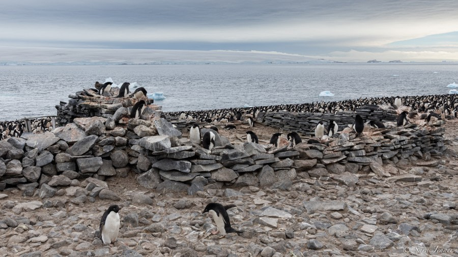 OTL25-23,  Day 16 Paulet Island 21 © Sara Jenner - Oceanwide Expeditions.jpg