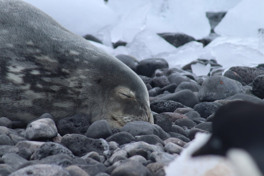 OTL25-23,  Day 16 Seal sleeping - Jess © Jess Owen - Oceanwide Expeditions.JPG