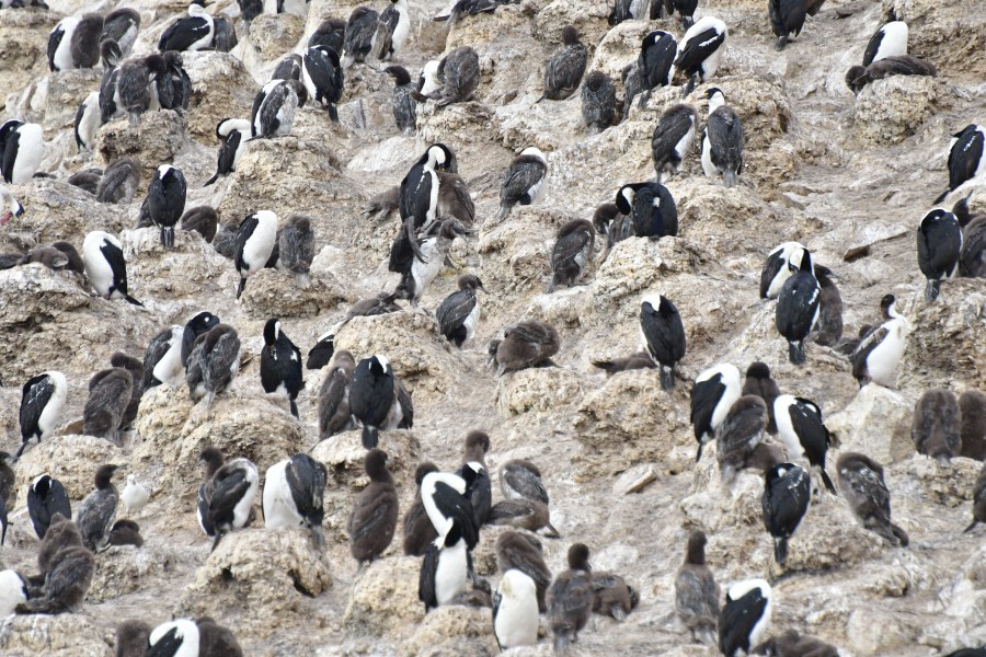 OTL25-23,  Day 16 Shags - Hazel Pittwood © Hazel Pittwood - Oceanwide Expeditions.JPG