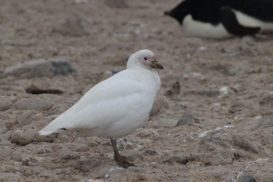 OTL25-23,  Day 16 Sheathbill - Jess © Jess Owen - Oceanwide Expeditions.JPG