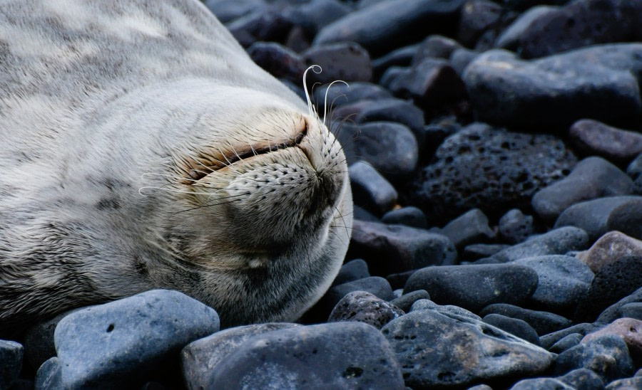 OTL25-23,  Day 16 Weddell Seal - Hazel Pittwood © Hazel Pittwood - Oceanwide Expeditions.JPG