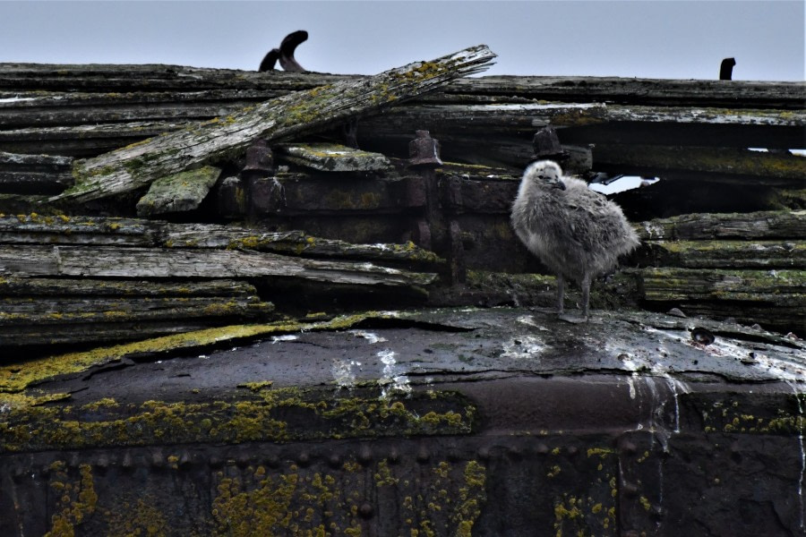 OTL25-23,  Day 17 Babygull - Hazel Pittwood © Hazel Pittwood - Oceanwide Expeditions.JPG