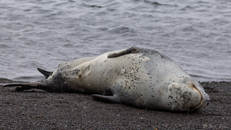 OTL25-23,  Day 17 Leopard Seal 2 © Sara Jenner - Oceanwide Expeditions.jpg