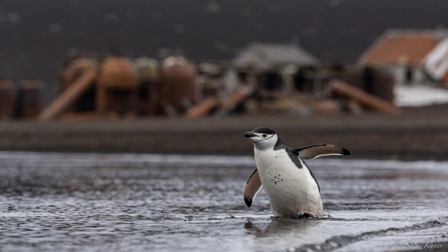 OTL25-23,  Day 17 Whalers Bay 2 © Sara Jenner - Oceanwide Expeditions.jpg