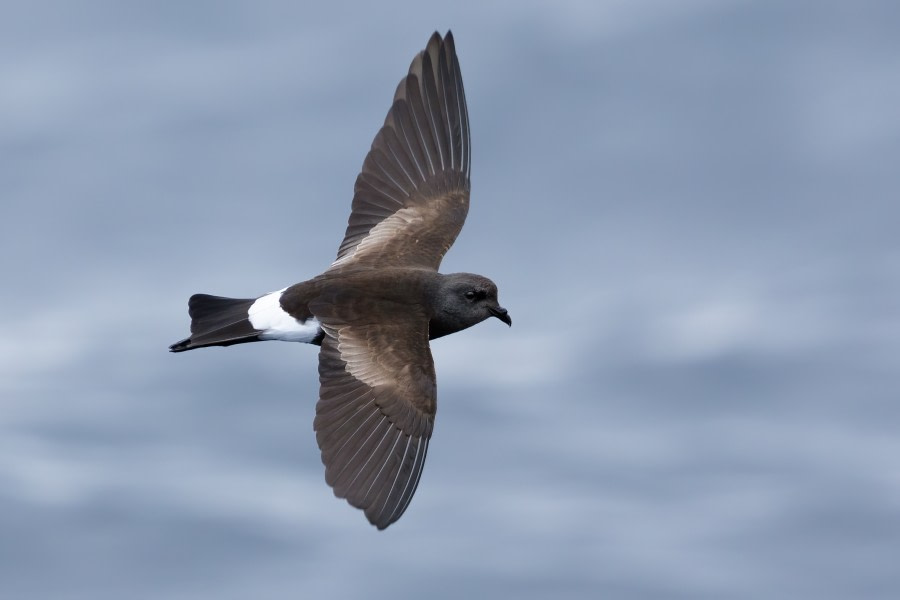 HDS25-23, Day 3 Wilson's_Storm-petrel_0A2A7191 © John Harrison - Oceanwide Expeditions.jpg