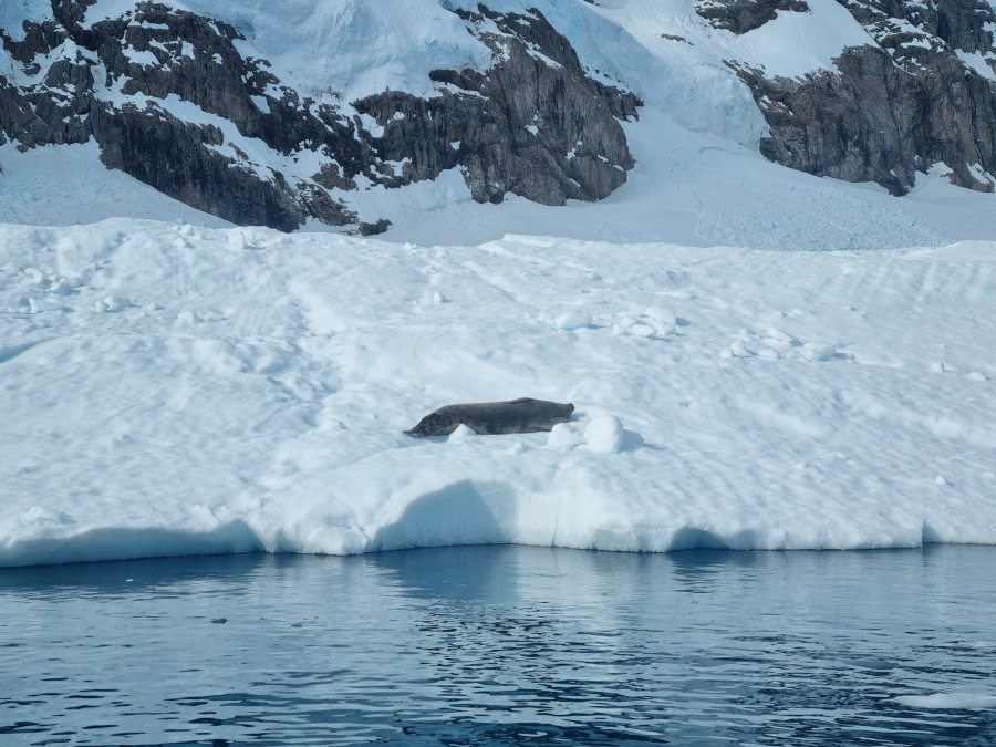 HDS25-23, Slideshow photos 20221228_175612 © Carina Ketterer - Oceanwide Expeditions.jpg