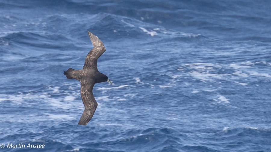 at sea, Drake Passage