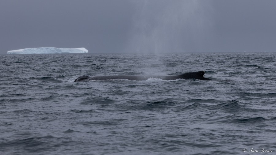 Gerlache Strait, Orne Harbour