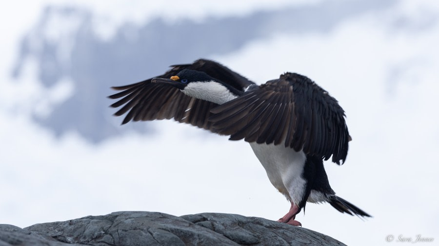 OTL26-23, Day 5, Blue Eyed shag © Sara Jenner - Oceanwide Expeditions.jpg