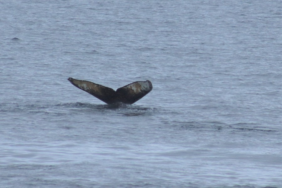 OTL26-23, Day 5, Happy whale fluke - Jess © Jess Owen - Oceanwide Expeditions.jpg