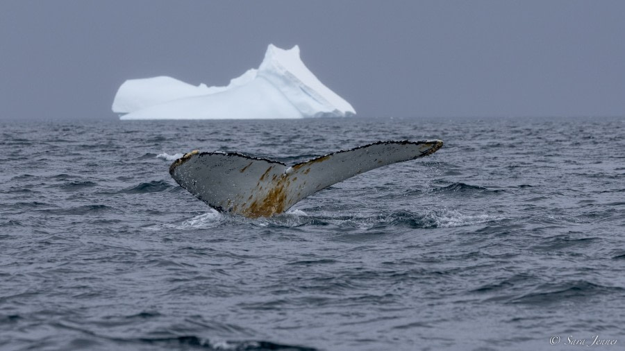 OTL26-23, Day 5, Humpback 2 © Sara Jenner - Oceanwide Expeditions.jpg